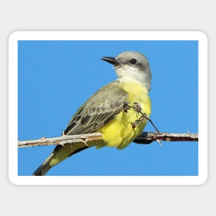 Stunning Tropical Kingbird on Blackberry Branch Sticker